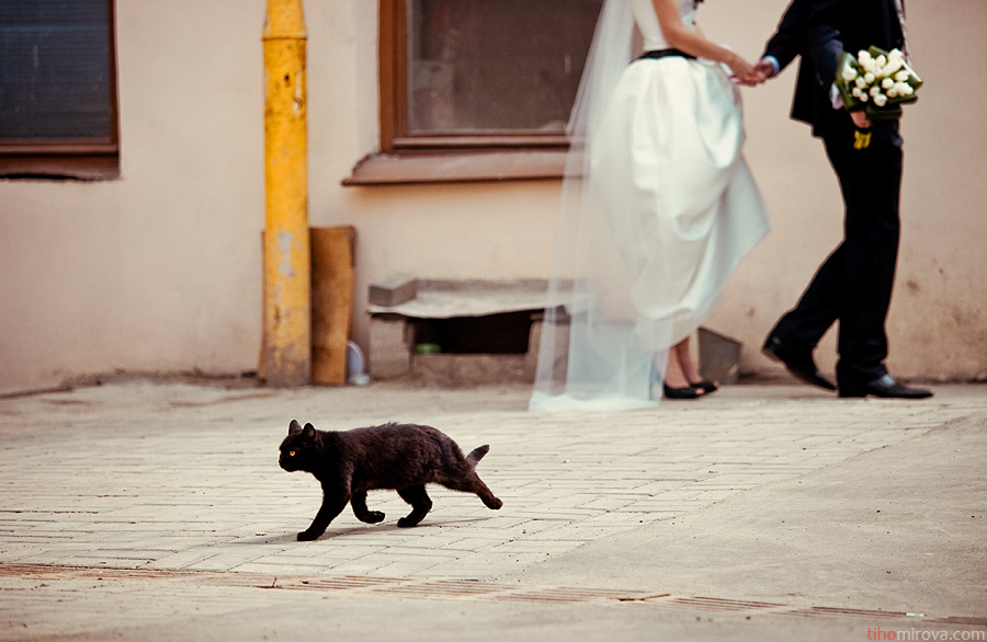 Я ведь замуж выхожу. Ведьма выходит замуж. Ведьмы замуж не выходят они котов заводят чаще чёрных. Ведьмы не выходят замуж они заводят котов. Ты встретился мне на пути.