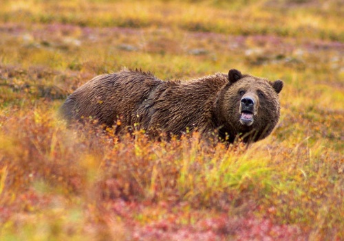 Хозяин Тайги - Русский Медведь (70 фото)