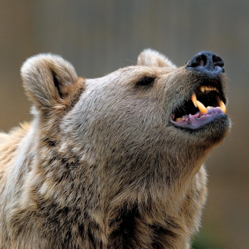 Хозяин Тайги - Русский Медведь (70 фото)
