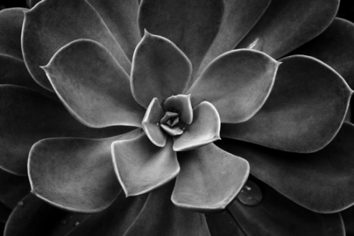 Beautiful Examples of Black and White Photography (22 фото)