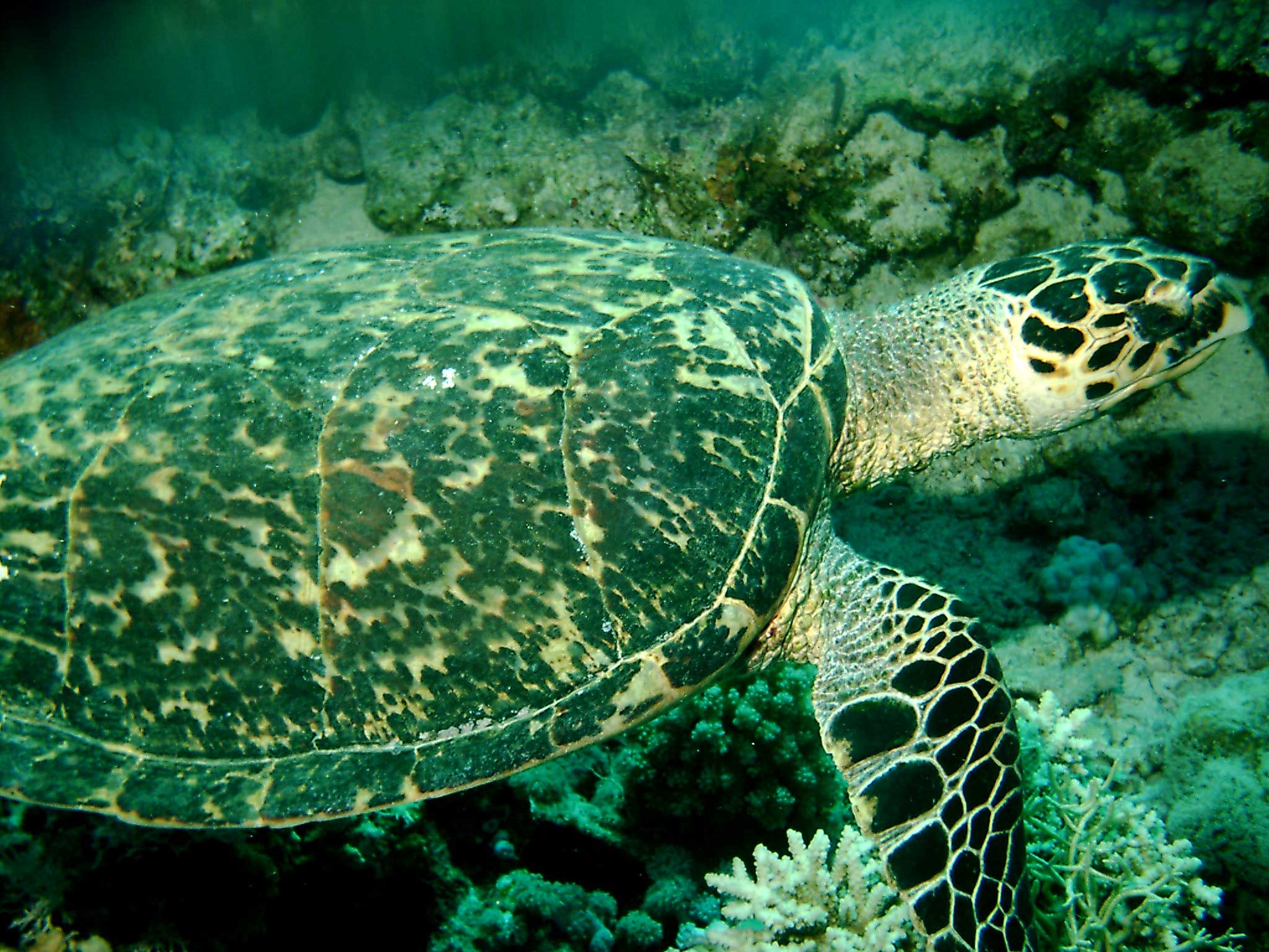 Среда обитания зеленой черепахи. Зеленая морская черепаха. Зеленая суповая черепаха. Морская черепаха и Черепашата. Черепаха Каретта (логгерхед).