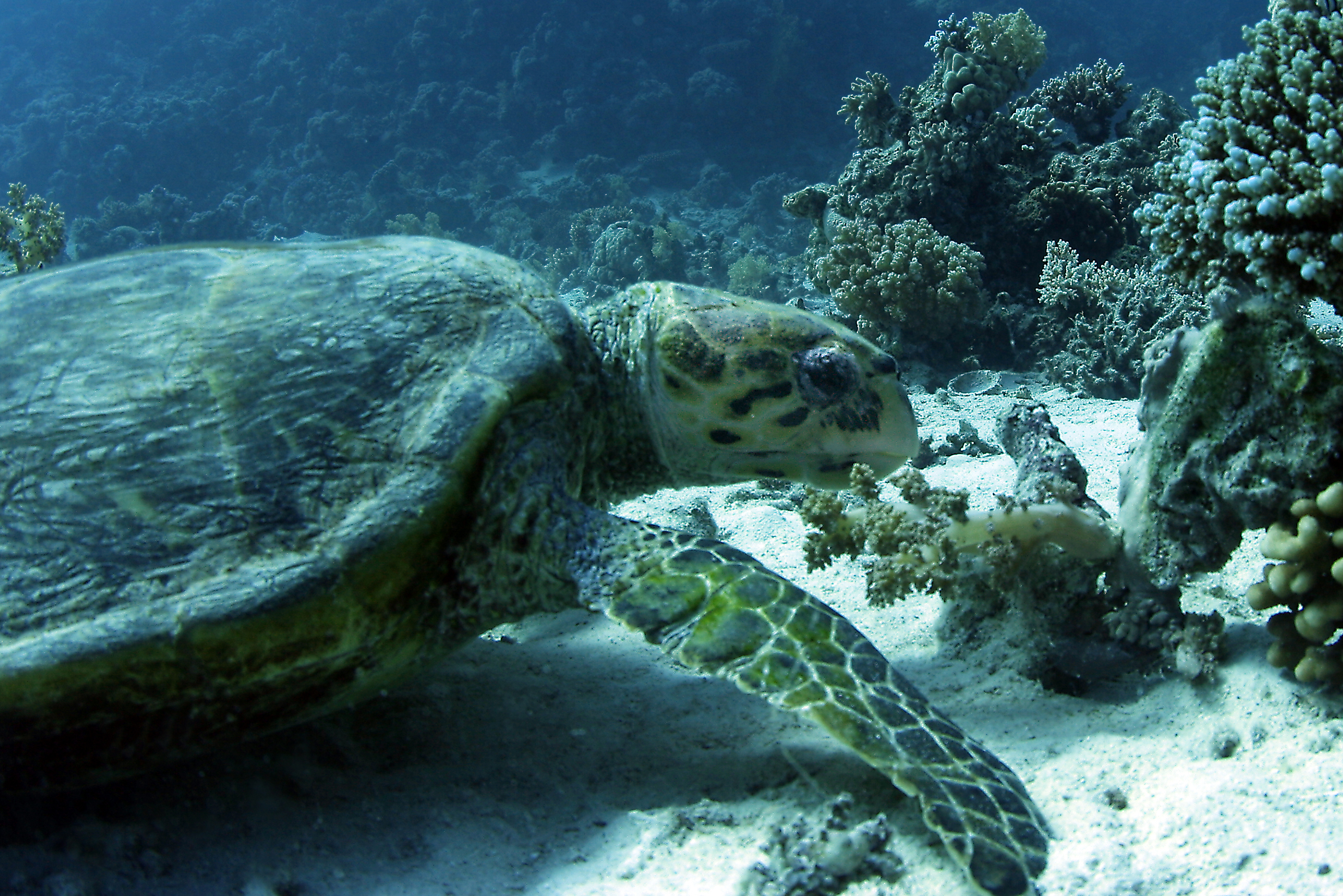 Среда обитания зеленой черепахи. Морская черепаха. Зелёная черепаха. Атлантическая зелёная черепаха. Красное море и большие черепахи.
