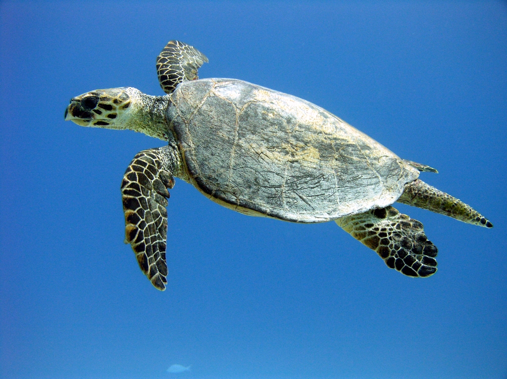 К какой группе относятся морские черепахи