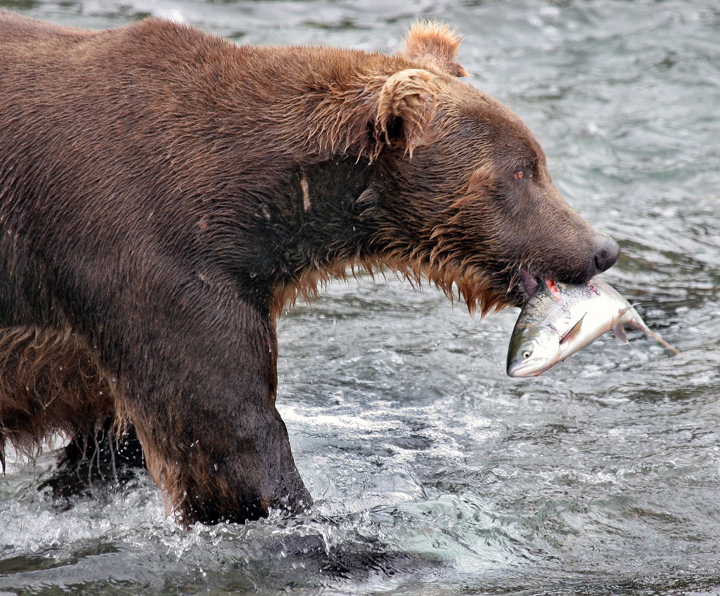 Бурый медведь животное распространенное на территории. Подстава звери. Bear Fish Челябинск. Все звери БВТ.