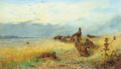 Archibald Thorburn (1860 - 1935) (130 работ)