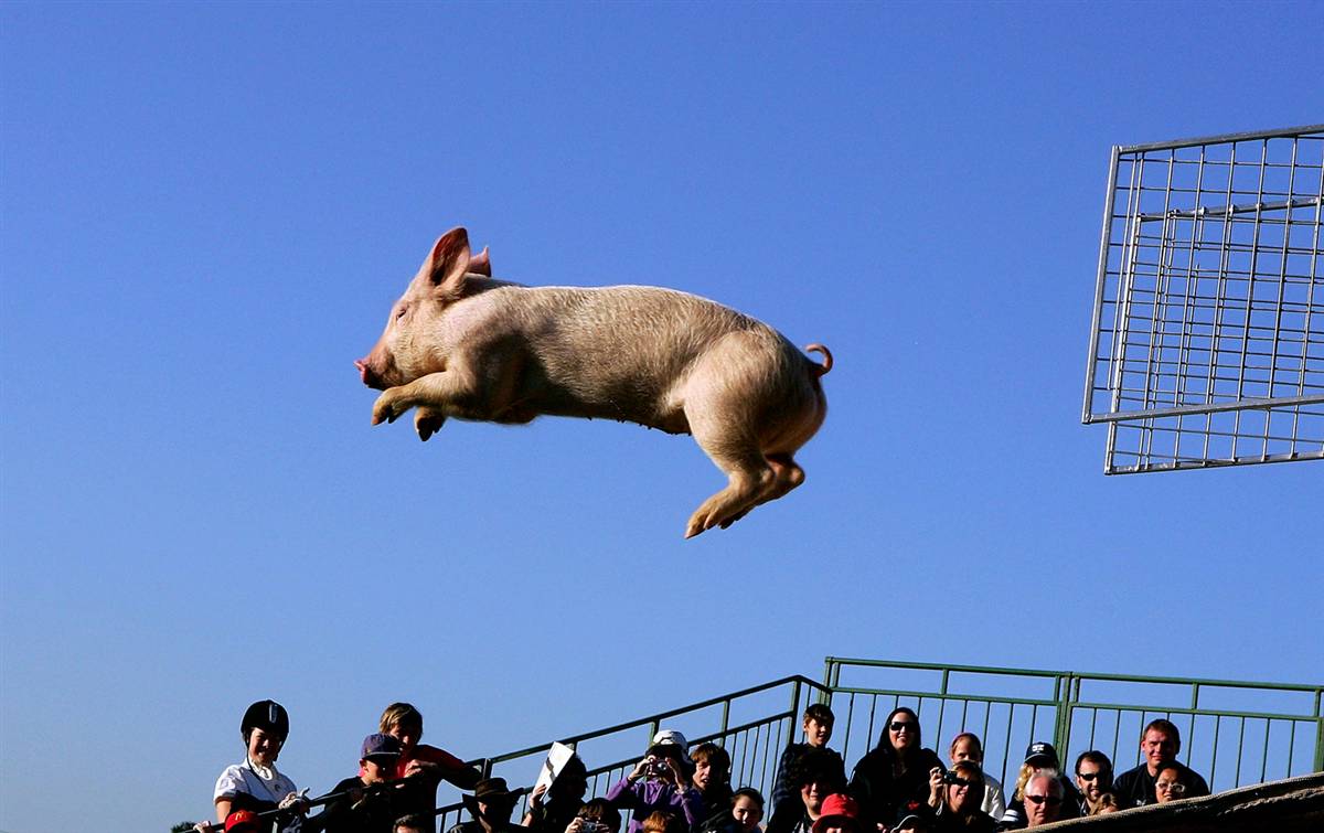 Падающая свинья