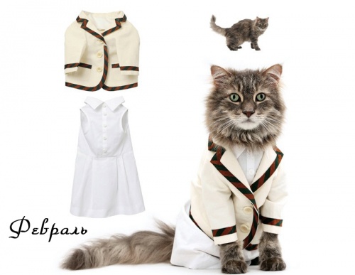 Модные кошки (12 фото)