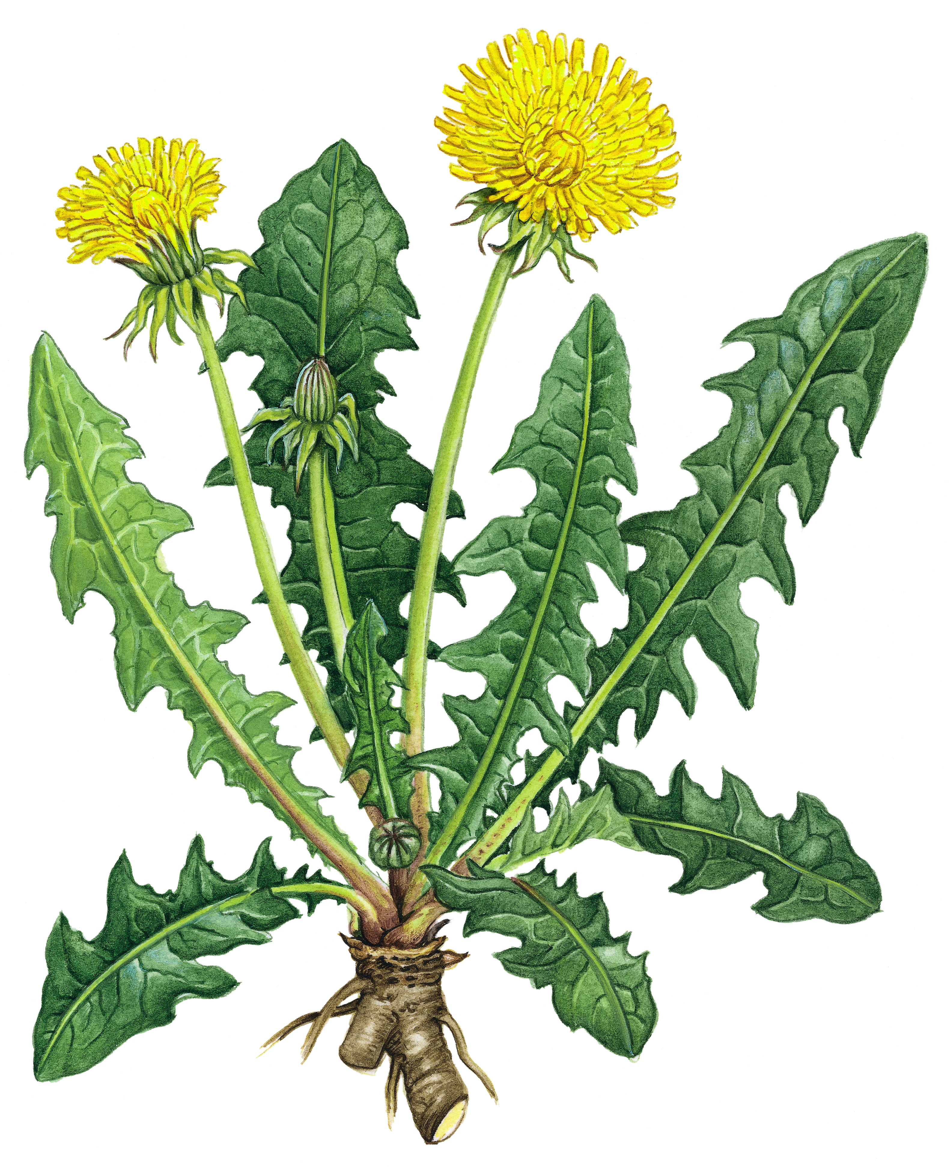 Лечение цветками одуванчика. Лист Taraxacum officinale. Одуванчик полевой лекарственный. Одуванчик сорное растение. Одуванчик это травянистое растение.