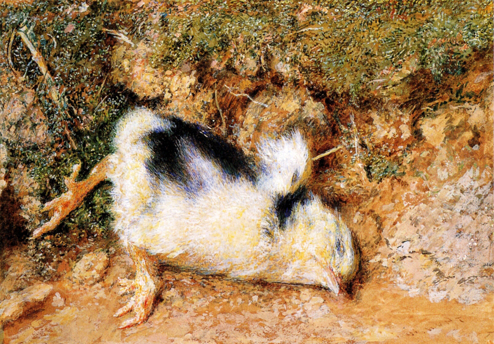 Убитый цыпленок