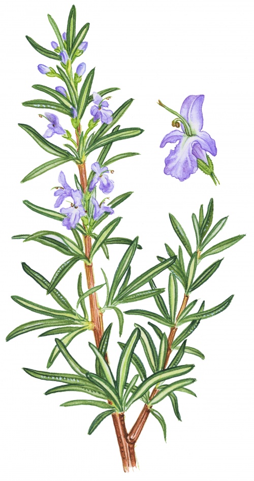 Рисунки растений и трав от ArtVille часть IL076. Herbs (60 работ)