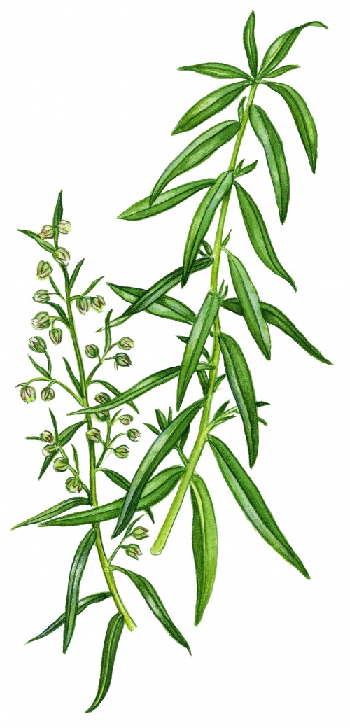 Рисунки растений и трав от ArtVille часть IL076. Herbs (60 работ)