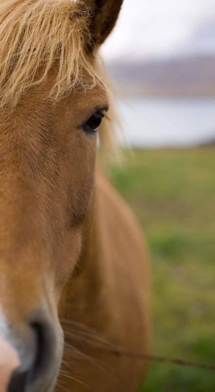 Лошади Исландии (102 фото)