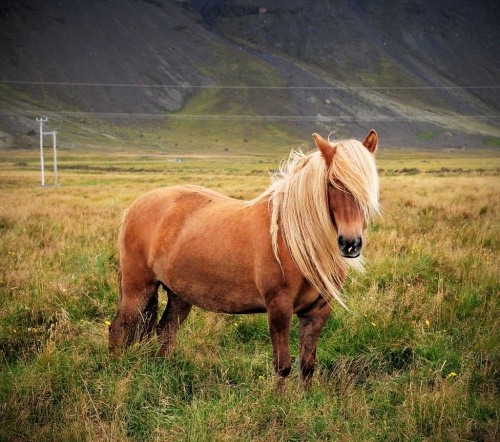 Лошади Исландии (102 фото)