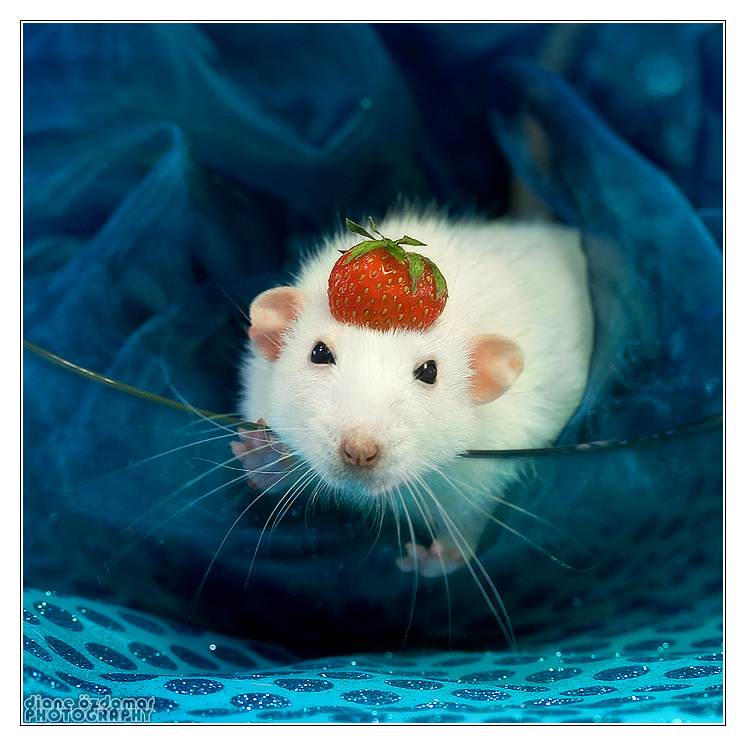 Милая мышь. Мышь. Милые крыски. Красивые крысы. Милые мышки.