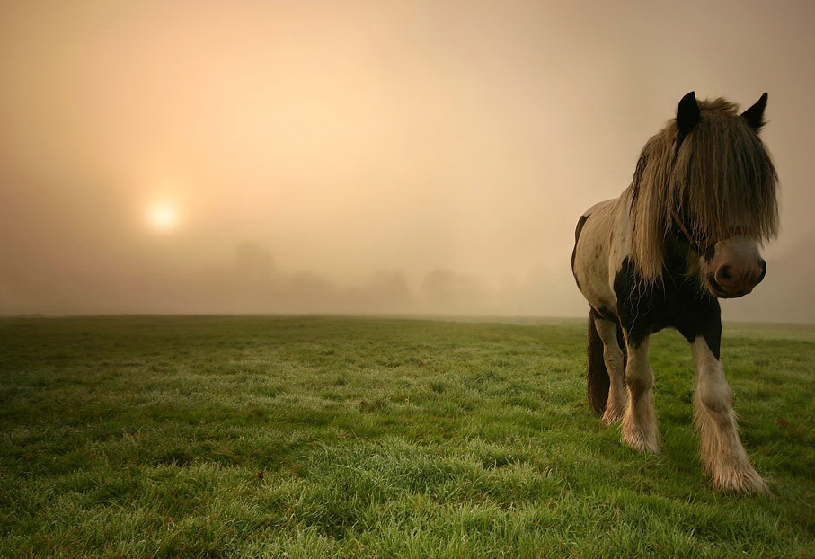 Лошадка на 7. Но лошадь. Лошади красавцы. Лошади в поле фото. Лошадь питомец.