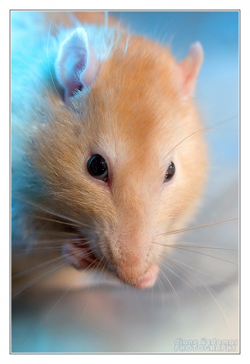 Гламурные фотографии мышей и крыс от Дианы Оздомар (Diane Ozdamar) (152 фото)