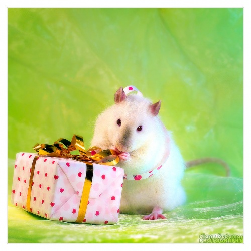 Гламурные фотографии мышей и крыс от Дианы Оздомар (Diane Ozdamar) (152 фото)