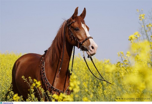 Photostock: horses and horses (522 photos)