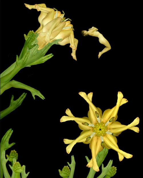 Необычные цветы Cecelia Webber (49 работ)