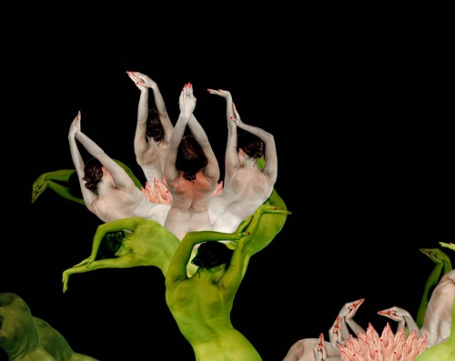 Необычные цветы Cecelia Webber (49 работ)