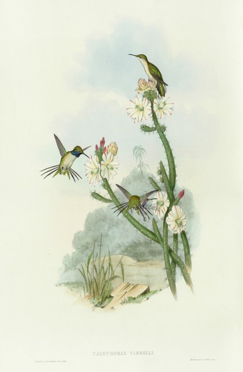 Художник John Gould Hummingbird (22 работ)