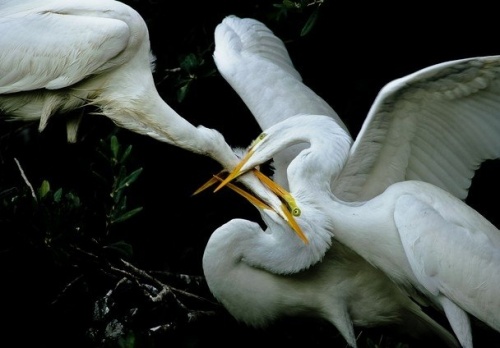 National Geographic - лучшие фото природы (40 фото)
