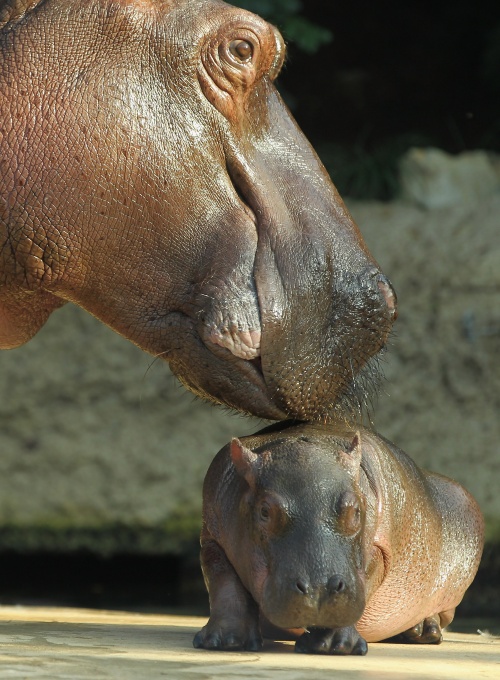 Baby Hippopotamus Presentation At Berlin Zoo (10 photos)