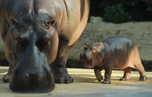 Baby Hippopotamus Presentation At Berlin Zoo (10 фото)