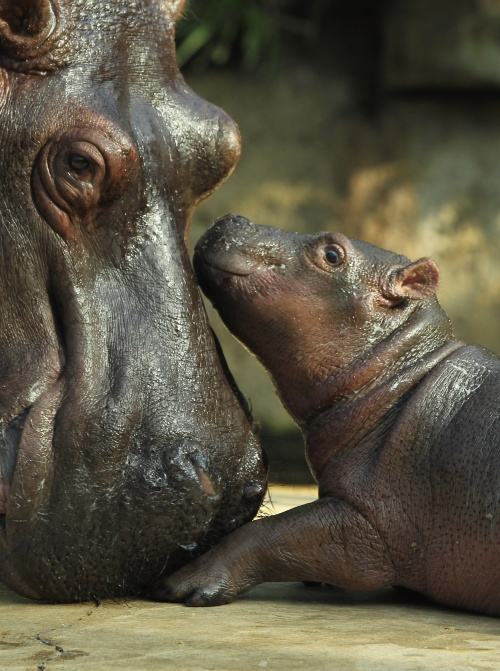 Baby Hippopotamus Presentation At Berlin Zoo (10 фото)