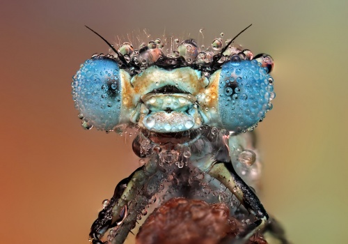 Ondrej Pakan 'Макро насекомых' (70 фото)