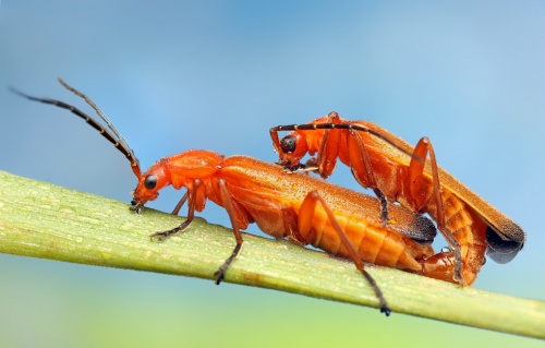 Ondrej Pakan 'Макро насекомых' (70 фото)