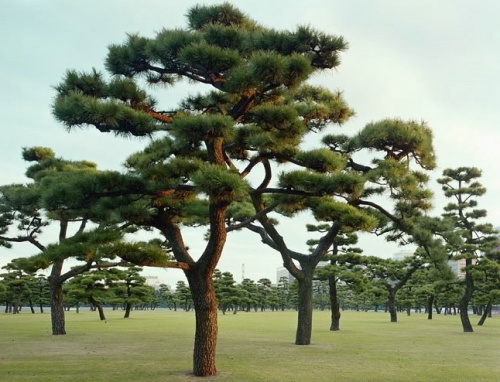 Деревья красивые и необычные (58 фото)