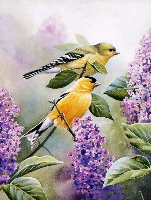 Susan Bourdet "Птицы в природном интерьере" (37 работ)
