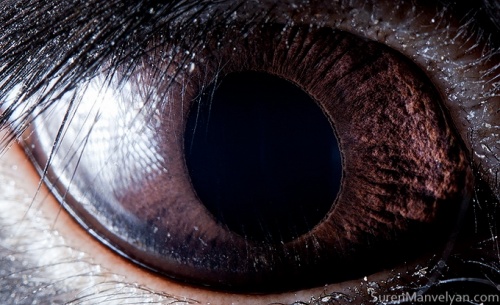 Animal eyes (16 photos)