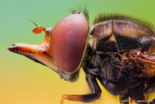 Подборка фотографий с насекомыми (21 фото)