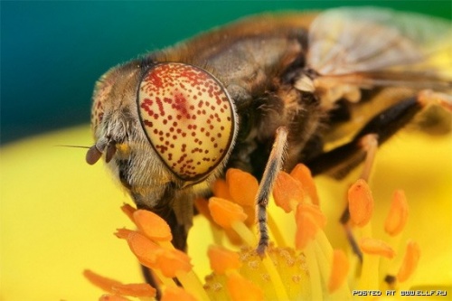 Подборка фотографий с насекомыми (21 фото)