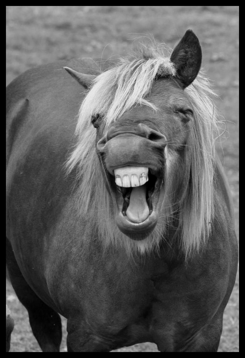 Лошадиные зубы. Лошадь смеется. Животные смеются. Лошадь ржет. Прикольный конь.