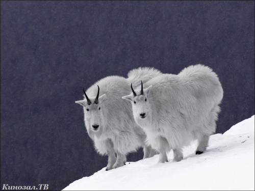 Winter photos of animals (101 photos) (part 2)