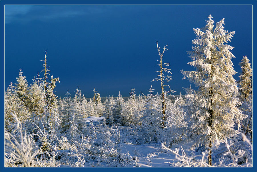 Якутия зимой. Тайга зима Мороз. Саха Якутия зима. Зимнее утро Якутии. Сказочная зима Якутия.