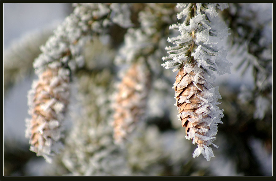 Свежесть зимний. Шишки в снегу. Шишки Ракиты зимой. Растения Якутии зимой.
