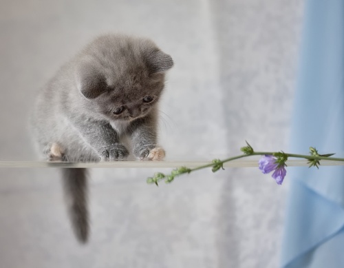 Photographer Natalya Kuznetsova (Nateletro) - Kittens (123 photos)