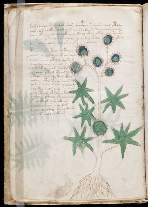 Voynich Manuscript (209 works)